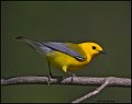 _1SB8595 prothonotary warbler